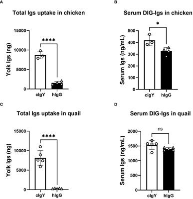 FcRY is a key molecule controlling maternal blood IgY transfer to yolks during egg development in avian species